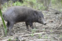 Virus lockdown for world's smallest and rarest wild pigs