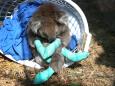 Devastating images of burned koalas and wallabies are emerging from Australia as 1 billion animals are feared dead