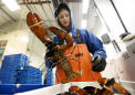 Layoffs hit, prices lag as tariff pinches lobster industry