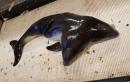Two-Headed Conjoined Porpoises Hauled Up from the Deep