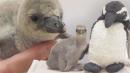 Stuffed Animal Keeps Preemie Penguin Company at London Zoo