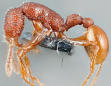 Scientists hunt down super rare T. Rex ant and are shocked at what they find