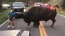 Man Arrested After Yellowstone Bison Taunting Video Goes Viral
