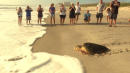 Homecoming: Massive Sea Turtle Returns to the Ocean After Stint in Rehab