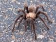 Thousands of tarantulas are emerging from the ground in the San Francisco Bay Area, looking for mates