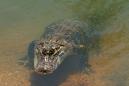 10-year-old girl prises open alligator's mouth to free leg in Florida lake attack