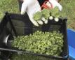 U.S. support for legal pot reaches record high of 60%: Poll