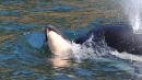 Grieving Mother Orca Whale Carries Dead Calf For Days