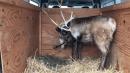 'Tis the Season: Routine Traffic Stop Reveals a Reindeer as a Passenger
