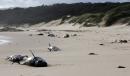 Mass Australian stranding leaves 28 whales dead