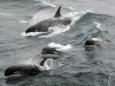 Mystery killer whales spotted by scientists off coast of Chile 'likely to be new species'