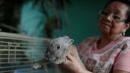 Venezuela's president advises malnourished citizens to breed rabbits and eat them