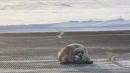 Huge Bearded Seal Blocks Airport Runway In Alaska