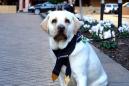 This delightful labrador has been hired as this hotel's dog concierge