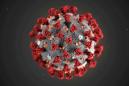 Australian researchers map immune response to coronavirus