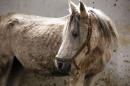 War horses: Syria's Arabian beauties plod way to recovery