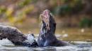 Wild Otter Attacks 77-Year-Old Woman Kayaking on Florida River