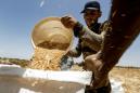 Syria harvest boom brings hope as hunger spikes