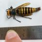 USA's first male 'murder hornet' captured in Washington state