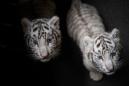 China purrs over white tiger triplets