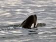 Tahlequah, the grief-stricken orca who carried her dead daughter with her for 17 days, is pregnant again