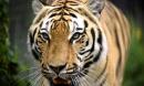 Rescued circus tigers to arrive in Florida after 18-month ordeal in Guatemala