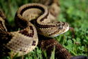 Two-Headed Rattlesnake Found Near Arkansas Home