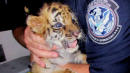 Teen Smuggled Bengal Tiger Cub Into U.S. From Mexico, Authorities Allege