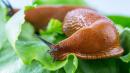 Australian Who Ate Slug on a Dare Dies After Long Health Nightmare