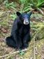 Young bear was fed by humans and had many 'fans.' Officials say they had to kill it