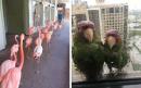 Two-by-two: Flamingos evacuate zoo in perfect formation as parrots find shelter from Irma on 22nd floor of Florida hotel