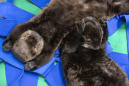 PHOTOS: Rescued sea otter pups being named in a digital contest