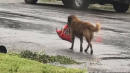 Clever Dog Spotted Leaving With a Bag of Food During Hurricane Harvey