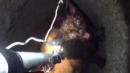 Kitten Rescued With Homemade Pole After Being Trapped in Pipe, 25 Feet Underground