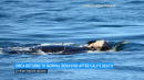 Orca back to feeding and frolicking after carrying dead calf for more than 2 weeks