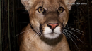 P-61, first collared mountain lion to cross 405 Freeway, fatally struck on Sepulveda Pass