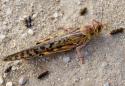 Pakistan to consider importing insecticides from India to fight locusts