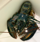 Rare blue lobster spotted at Red Lobster before being cooked finds home at Ohio zoo