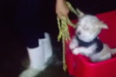 This tiny dog braved Harvey flooding in his very own bucket boat