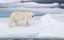 Polar bear kills Canadian man protecting his daughters in rare attack 