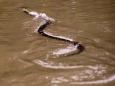 Louisiana officials warn of snakes and other creatures fighting to escape Hurricane Barry floodwaters
