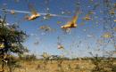 Locust swarms will add to Pakistan's Covid-19 crisis warns UN