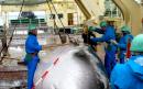 Japan proposes resumption of commercial whaling