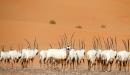 Oman opens sprawling oryx reserve to ecotourists