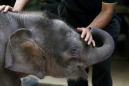 Borneo pygmy elephant found dead in Malaysia