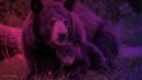 Black bear kills Minnesota woman in Canada in rare attack