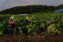 A farmer, 'little ghosts' and 18,000 tobacco plants: How COVID-19 upended farming in South Korea