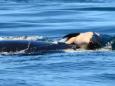 Bereaved mother orca finally drops calf after carrying corpse for unprecedented 17 days