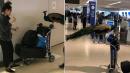 Woman's Emotional Support Peacock Not Allowed on United Flight