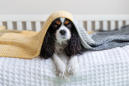 The $6 secret to keeping scaredy-dogs calm during storms
